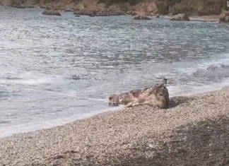 Krava Na Plaži