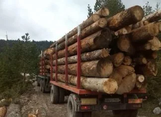 Raste izvoz oblovine iz BiH, domaći drvoprerađivači u problemu Izvoz Drva