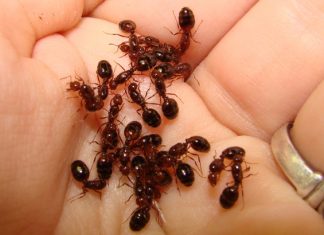 Solenopsis Invicta