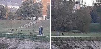 Babina Rijeka Napusteni Psi