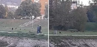 Babina Rijeka Napusteni Psi