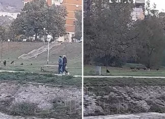 U zeničkom naselju ponovo čopori pasa lutalica (VIDEO) Babina Rijeka Napusteni Psi