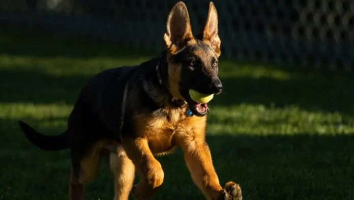 Bidenov Pas Ilustracija