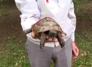 Zeničanin svako jutro već 40 godina šeta kornjaču Kornjača I Zeničanin