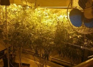U crkvi pronađeno 200 stabljika kanabisa, uhapšene dvije osobe Stabljike Kanabisa, Laboratorija