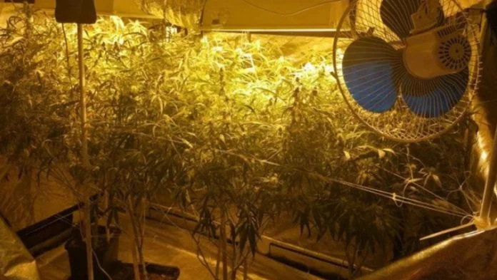 Stabljike Kanabisa, Laboratorija