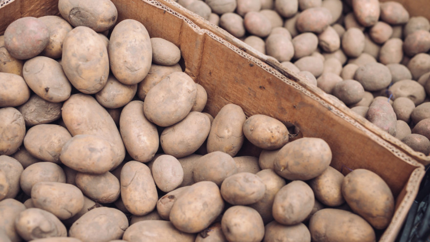 Nova krađa krompira u Zenici, ovaj put lopovi ukrali blizu 920 kg