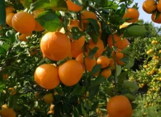 Opasan pesticid pronađen u mandarinama iz Hrvatske i Slovenije Mandarine
