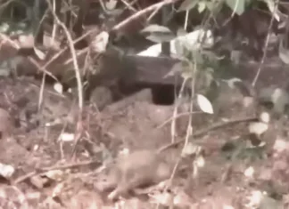 Štakori oko zeničkih bazena u Crkvicama (VIDEO)