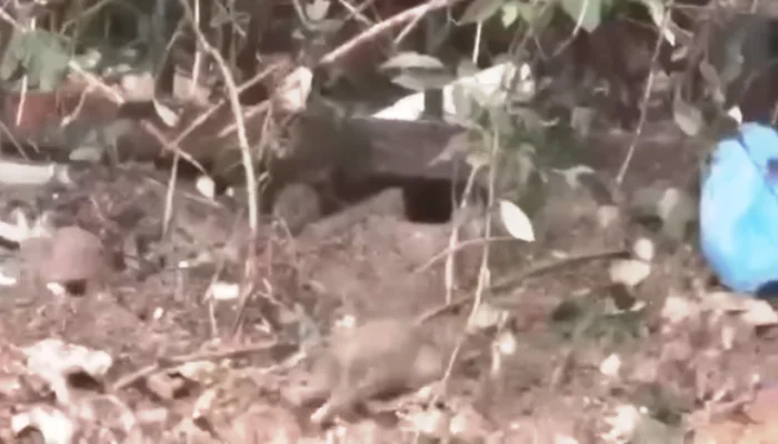 Snimka Zaslona 2023 11 15 191818