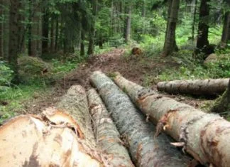 Radnik iz Bosne i Hercegovine smrtno stradao u Hrvatskoj Šuma