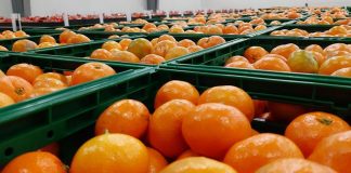 Mandarine