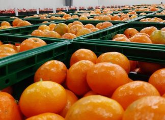 Mandarine