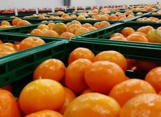 Mandarine