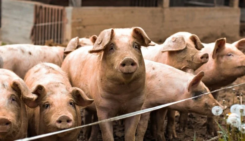 Potvrđen prvi slučaj afričke svinjske kuge na području ZDK