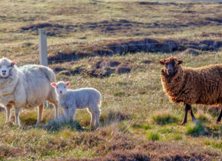 Lopovi u BiH više ne biraju, sa livade ukrao dvije ovce i tri koze Ovce