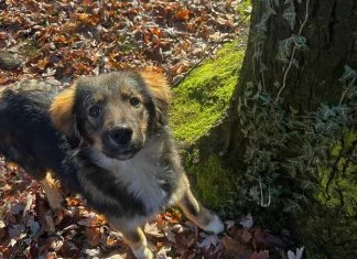 Upoznajte Asku, psa kojeg je udomila zenička škola Upoznajte Asku, Psa Kojeg Je Udomila Zenička škola Foto
