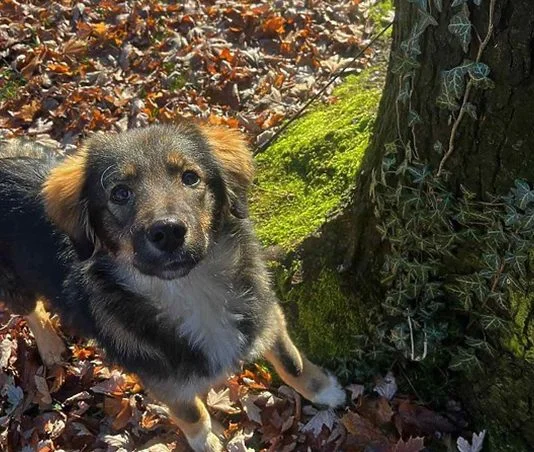 Upoznajte Asku, Psa Kojeg Je Udomila Zenička škola Foto