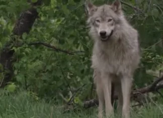 Vukovi mutanti koji lutaju pustim ulicama Černobila postali otporni na rak Vukovi Ilustracija