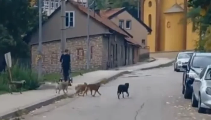 Zeničke ulice ponovo pod “kontrolom” pasa lutalica (VIDEO)