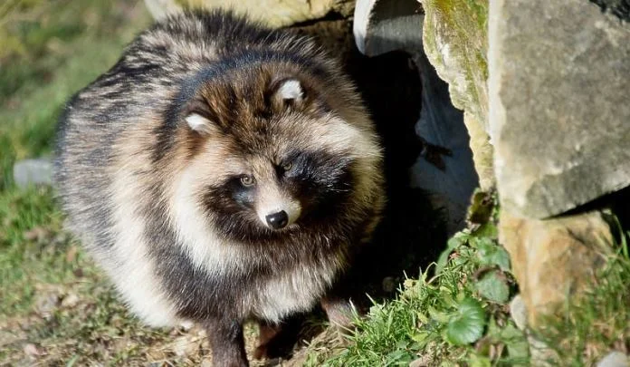 Nova studija pokazala da Covid nije nastao u laboratoriji, utvrđene tri vrste životinja kao uzrok pandemije