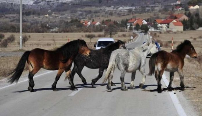 Livno, Konji