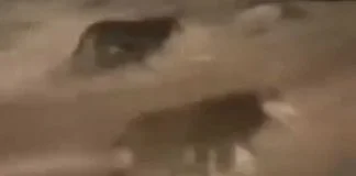 Psi Lutalice