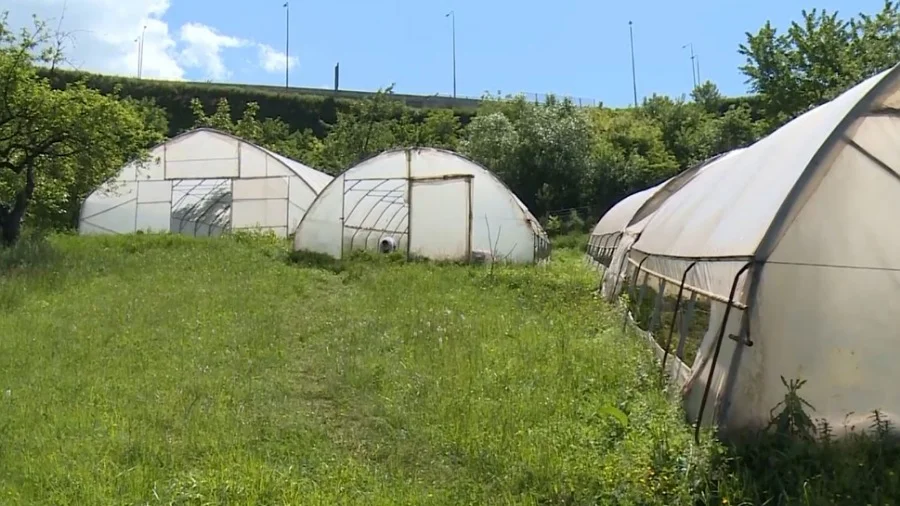 Pozitivna Priča Iz Zenice, Plastenici, Jagode I Prerada Voća