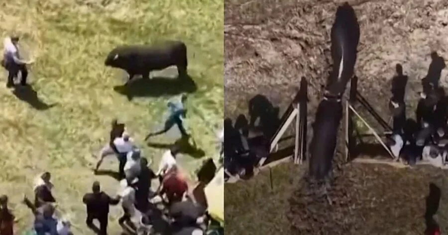 Korida kod Kaknja mogla završiti tragično, vrata arene ostala otvorena (VIDEO)