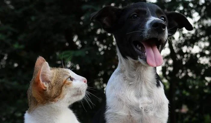 Kombi Sa Zivotinjama Iz Bih Imao Udes U Italiji Iz Njega Pobjegle Macke I Psi Mackeps 685a6b4d365b8