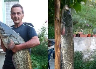 Ibro iz Zenice ulovio soma dugog 243 centimetra i teškog 48 kilograma Ibro Topčić Polje Som