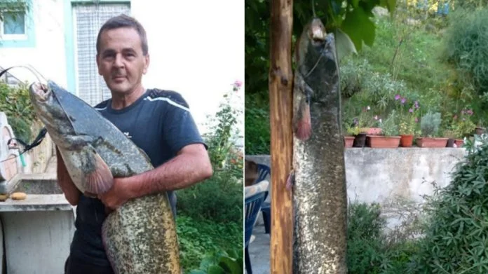 Ibro Topčić Polje Som