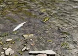 Pomor ribe rijeka Bosna