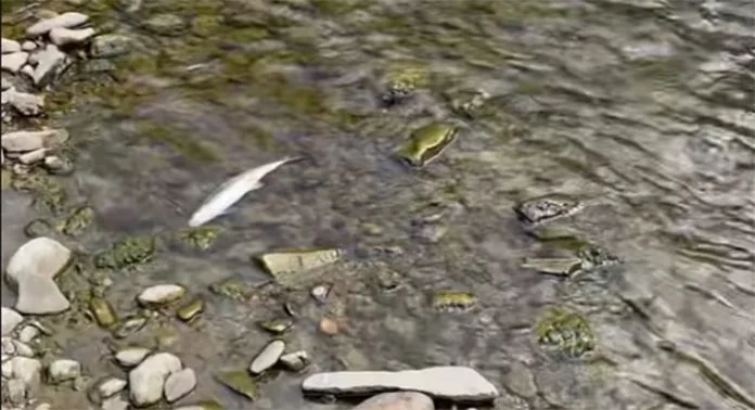 Pomor ribe rijeka Bosna