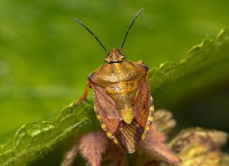 Najezda smrdibuba u Bosni i Hercegovini Smrdibuba