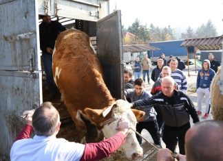 Podijeljene steone junice za 16 porodica u sklopu zajedničkog projekta Grada Zenica i Muslim Aid Association