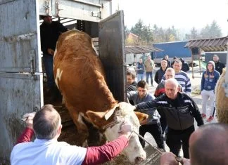 Podijeljene steone junice za 16 porodica u sklopu zajedničkog projekta Grada Zenica i Muslim Aid Association