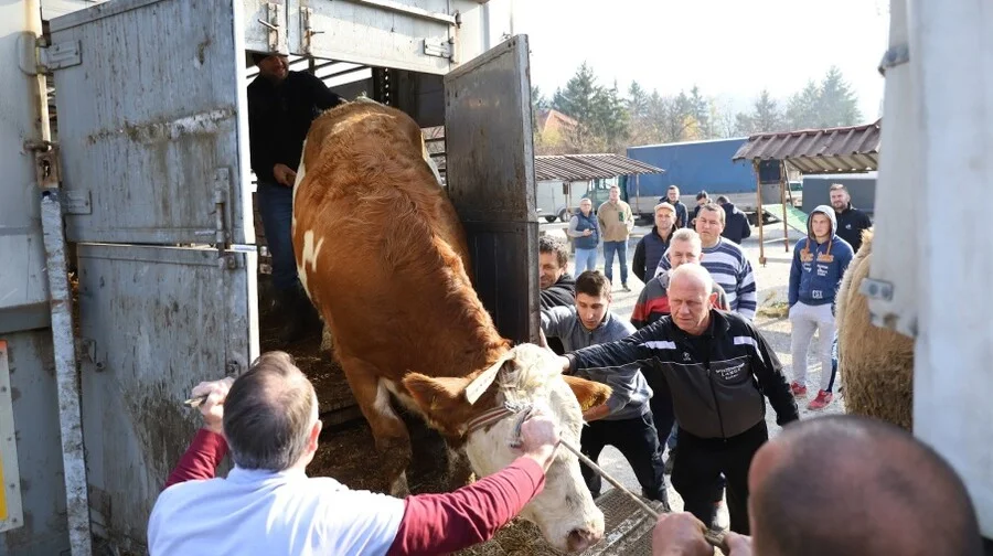 Podijeljene steone junice za 16 porodica u sklopu zajedničkog projekta Grada Zenica i Muslim Aid Association