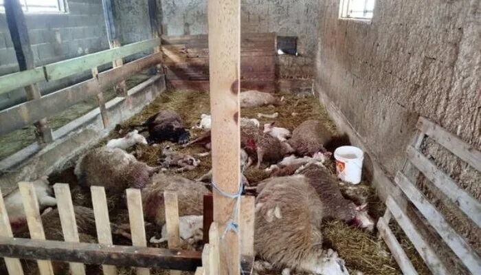 Strahovit prizor kod Visokog: Psi lutalice usmrtili stado ovaca