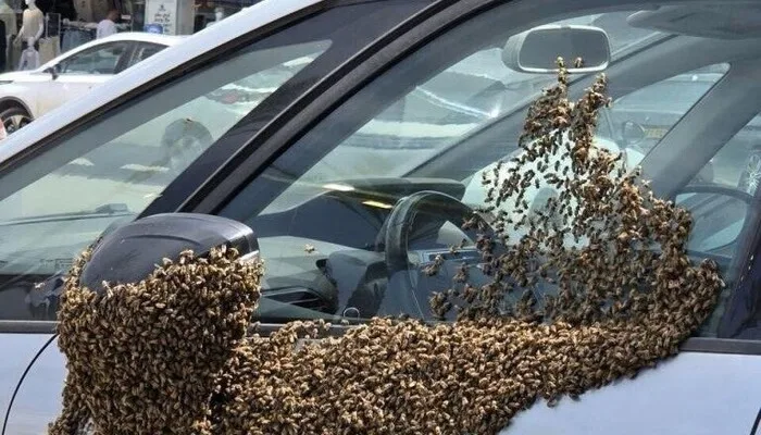 Hiljade pčela preplavile grad na jugu Izraela