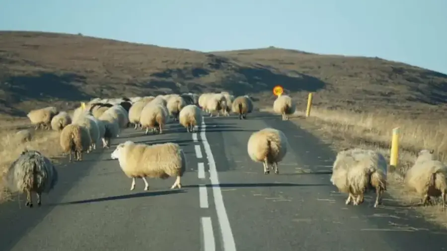 Automobilom uletio u stado: 20 ovaca stradalo, vozač bio pijan