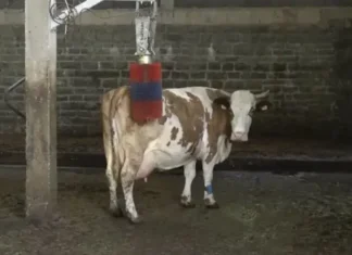 Moderna farma u BiH: Uveo kravama dušeke za odmor i četke za masažu