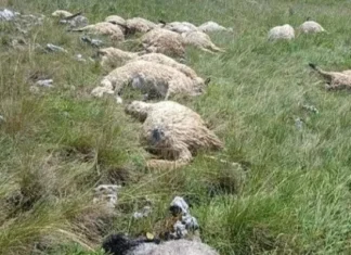 Olujno nevrijeme u BiH pravi štetu stočarima: Gromovi u samo dva dana usmrtili više od 50 ovaca