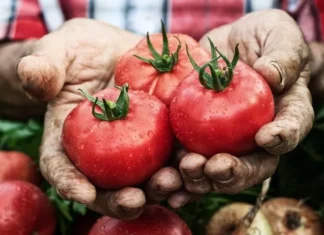 FAO povodom Svjetskog dana hrane: Inovacije ključne za sigurniju budućnost poljoprivrede u BiH
